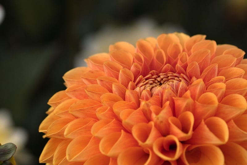 Botanical Garden Exploration